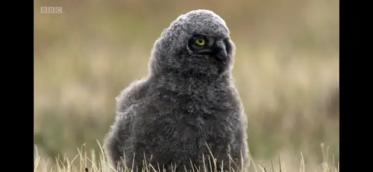 Snowy owl (Bubo scandiacus) as shown in Frozen Planet - Summer